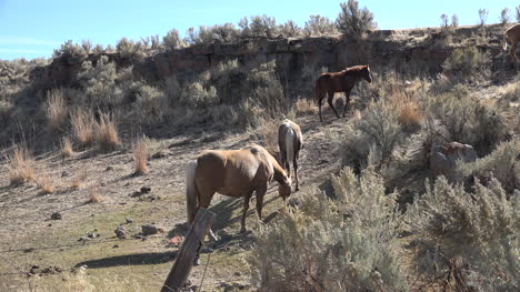 Oregon-horses-walking-away