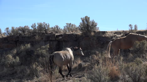 Caballos-De-Oregon-Caminando-Colina-Arriba