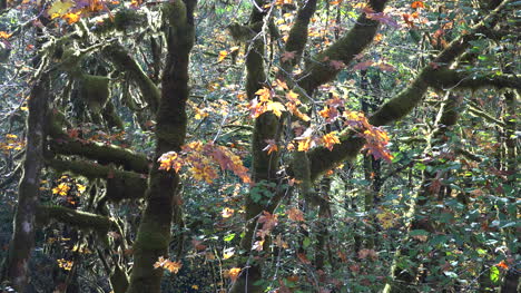 Oregon-Blätter-Und-Zweige-And