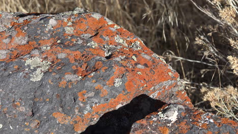 Oregon-lichens-on-rock-zoom-in