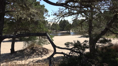 Oregon-pine-branches-with-lake-and-sand