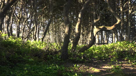 Oregon-Sonne-Scheint-Auf-Küstenbäume
