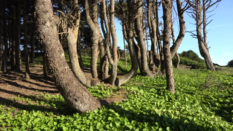 Oregon-sun-shines-on-tree-trunks-in-woods