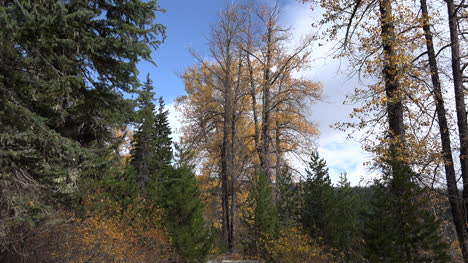 Oregon-Bäume-In-Kaskadenwäldern-Vergrößern