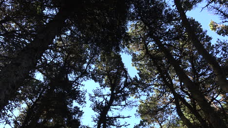 Oregon-Bäume-In-Küstenwäldern-Zoomt-Heran