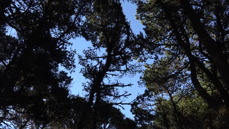 árboles-De-Oregon-En-El-Viento-En-Bosques-Costeros