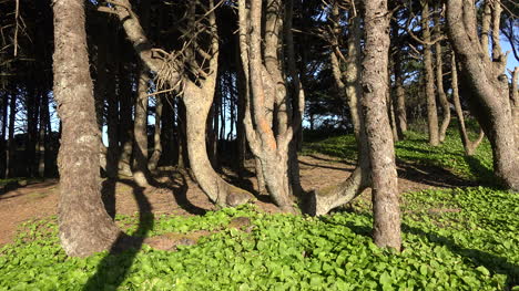 Oregon-twisted-coastal-trees-in-sun