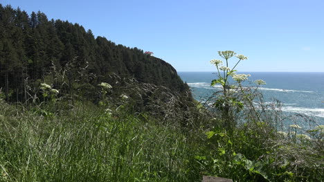 Oregon-weeds-against-sky-and-sea