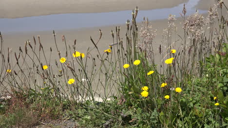 Oregon-weeds-and-view-of-tidal-flats
