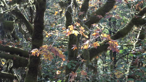 Oregon-Gelbe-Blätter-Und-Zweige