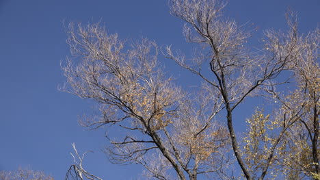 Oregon-yellow-leaves-on-cottonwood-tree-branches-with-blue-sky