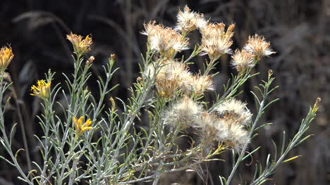 Seeds-with-yellow-flowers