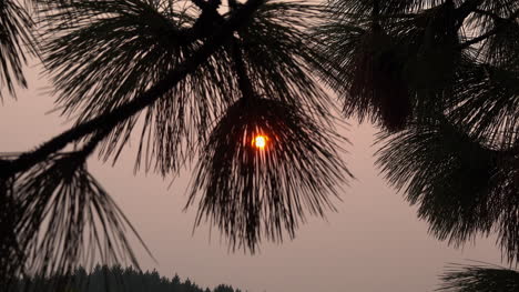 Sun-glows-through-pine-needles