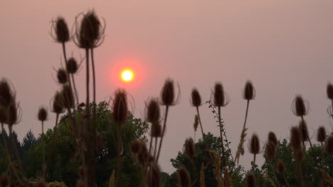 Sun-over-trees-and-soft-focus-weeds