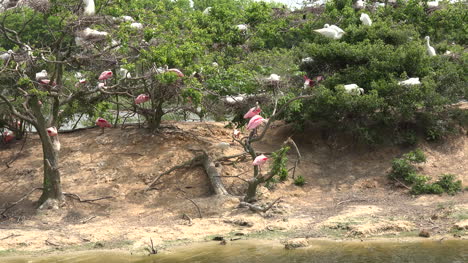 Texas-birds-in-trees-on-island