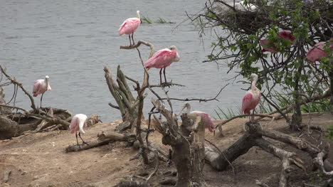 Texas-pink-spoonbills-perch-on-tree-root