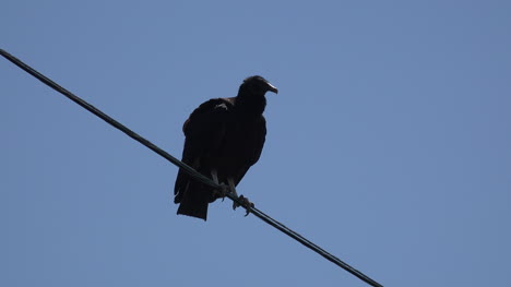 Texas-vulture-sits-on-wire