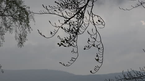 Tree-branch-and-grey-sky