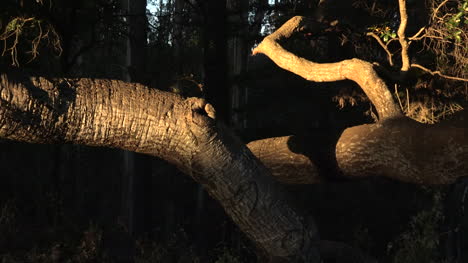 Tree-trunk-in-sunlight