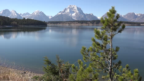 Wyoming-Lake-Jackson-Tree-Und-Blick-Auf-Tetons