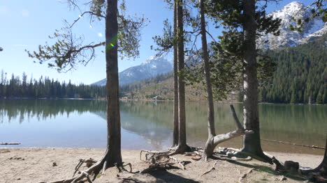 Wyoming-Bäume-Mit-Stelzenwurzeln-Am-Jenny-Lake