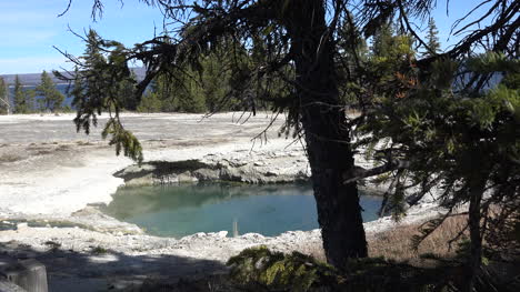 Yellowstone-West-Thumb-tree-leans-over-hot-pool