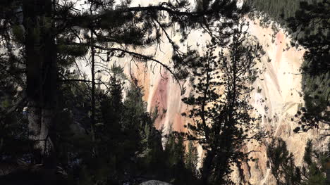 Yellowstone-colorful-canyon-walls-past-pine-branch-zooms-in