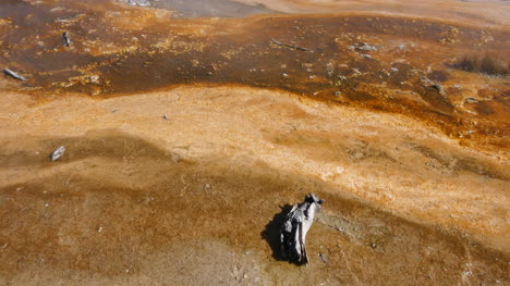 Yellowstone-dead-wood-and-minerals-at-Lower-Geyser-Basin