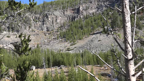 Yellowstone-Hügel-Mit-Bäumen-Und-Schutt