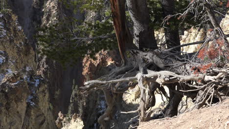 Yellowstone-tangled-roots-on-edge