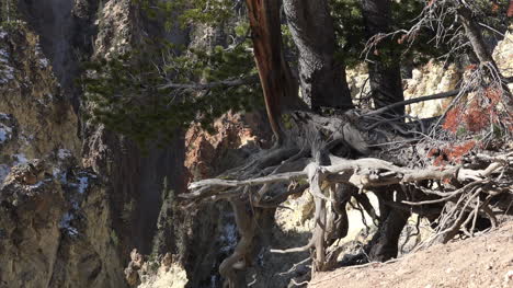 Yellowstone-Verhedderte-Wurzeln-Am-Rand