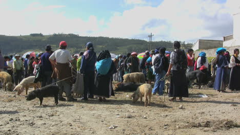 Ecuador-Schweine-Auf-Dem-Markt