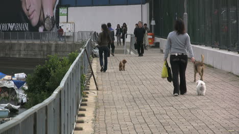 Perros-Paseadores-De-Hong-Kong