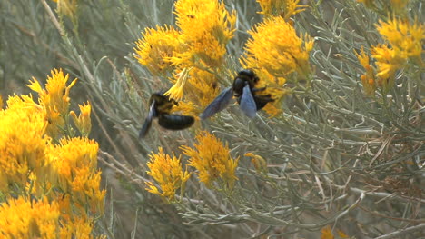 Arizona-Biene-Auf-Kaninchenstrauch