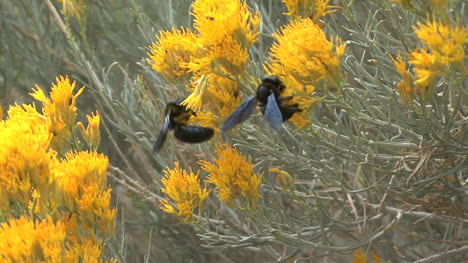 Abeja-Arizona,-En,-Conejo,-Arbusto