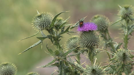 Arizona-Bug-Auf-Distel