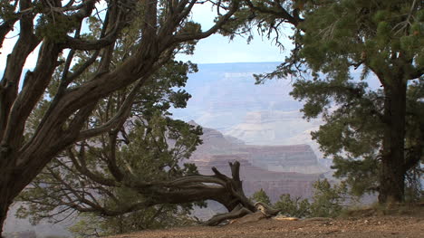 Arizona-Canyon-Von-Bäumen-Umrahmt