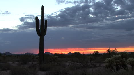 Arizona-Wüste-Sonnenuntergang-Mit-Saguaro