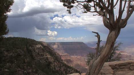 Arizona-Grand-Canyon-Szene-Mit-Baum