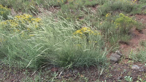 Arizona-grass