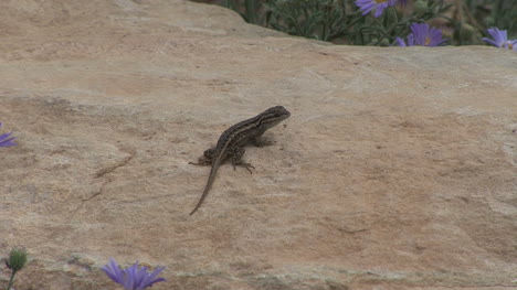 Arizona-lizard-runs-away