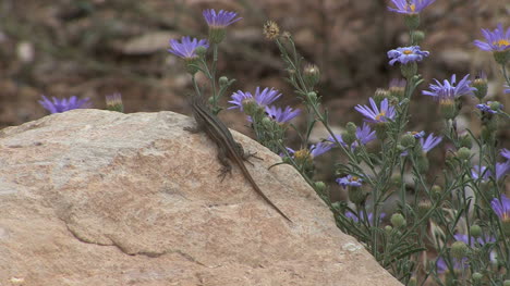 Arizona-Eidechse-Und-Lila-Blumen