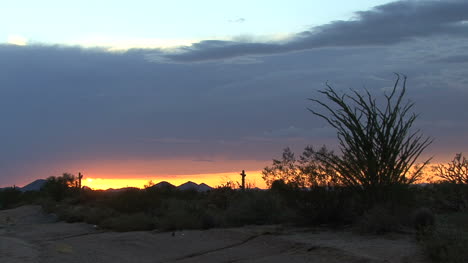 Arizona-Ocotillo-Sonnenuntergang