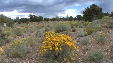 Arizona-rabbit-bush-and-juniper