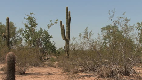 Arizona-saguaro-by-globescope