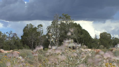 Arizona-seeds-and-woodland