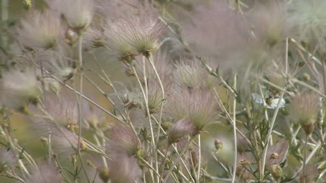 Seeds-of-desert-plants-in-the-wind