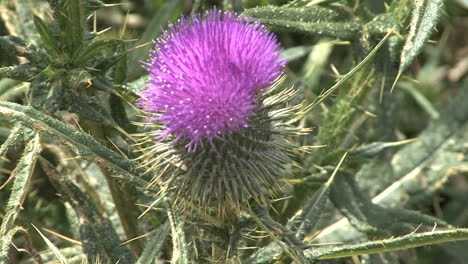 Purple-thistle