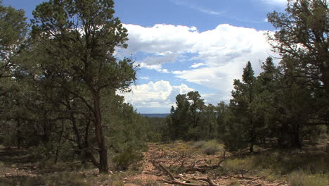 Arizona-trees-&-sky