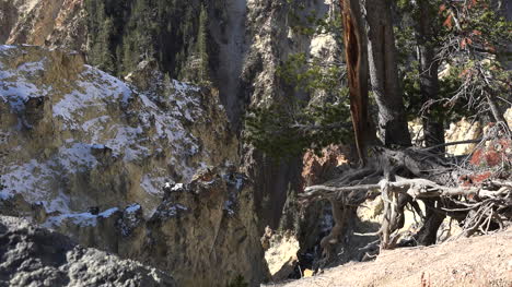 Yellowstone-tree-roots-on-the-canyon-edge-pan-right